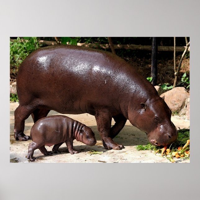 Pygmy Hippo Pair Hippopotamus Portrait Poster (Front)