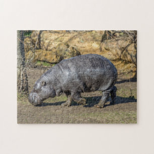 Pygmy hippo photo puzzle