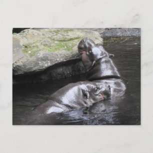 Pygmy Hippo Postcard