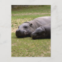 Pygmy hippos
