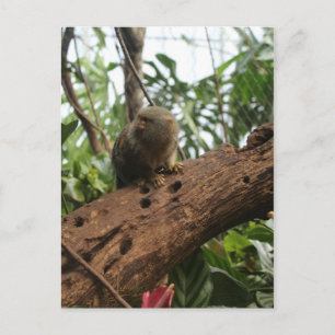 Pygmy Marmoset # 2 Postcard