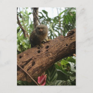 Pygmy Marmoset # 4 Postcard