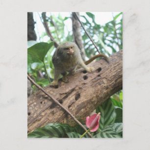 Pygmy Marmoset # 8 Postcard
