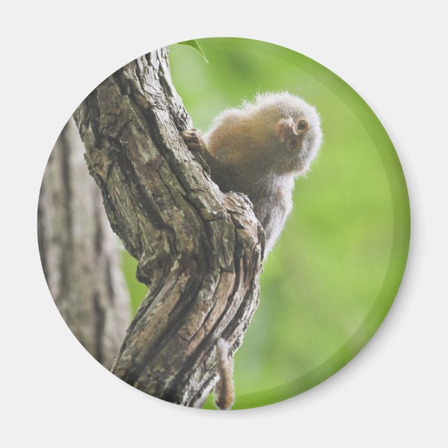 Pygmy Marmoset Magnet (Front)