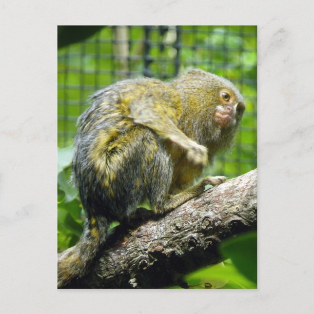 Pygmy Marmoset Postcard (Front)