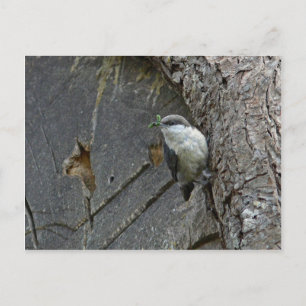 Pygmy nuthatch postcard