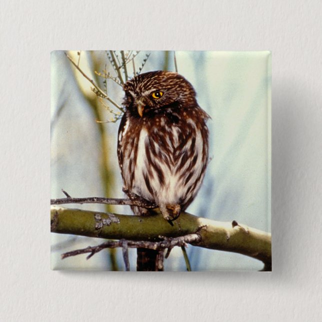Pygmy Owl 2 Inch Square Button (Front)