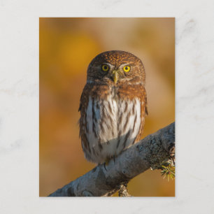 Pygmy Owl against fall colours Postcard