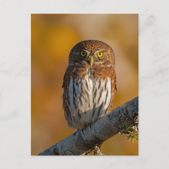 Pygmy Owl against fall colours Postcard (Front)
