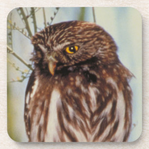 Pygmy Owl Coaster