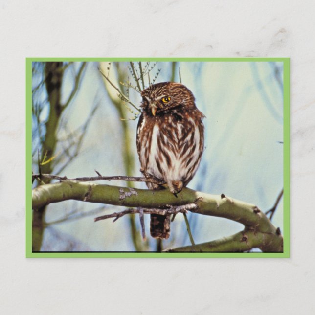 Pygmy Owl Postcard (Front)