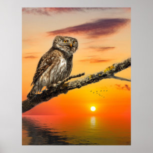 Pygmy Owl Poster