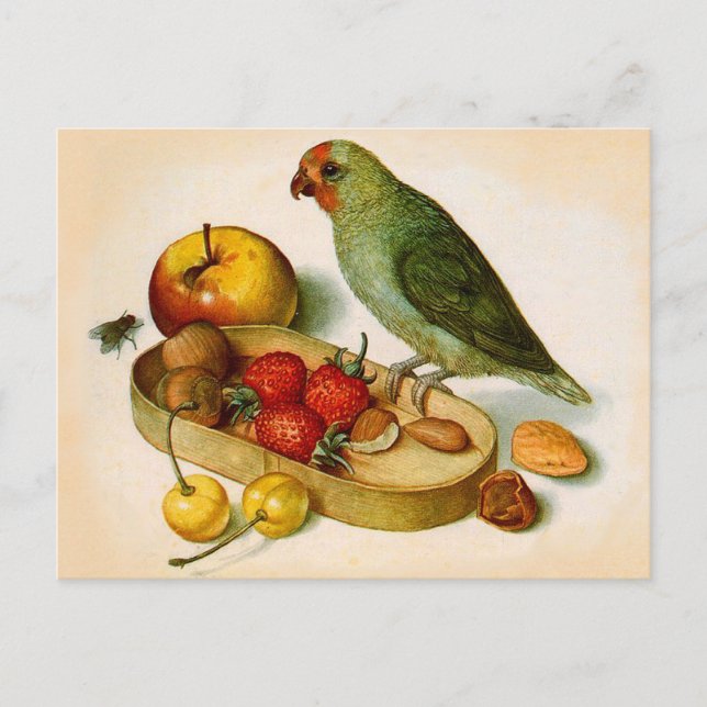 Pygmy Parrot With Fruit and Nuts Postcard (Front)
