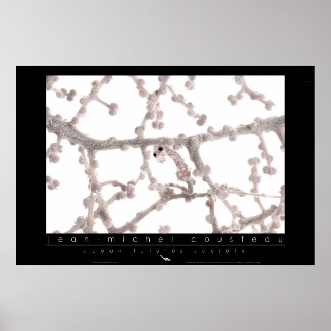 Pygmy Seahorse Poster (Front)