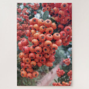Pyracantha coccinea - Puzzle Fire Horns