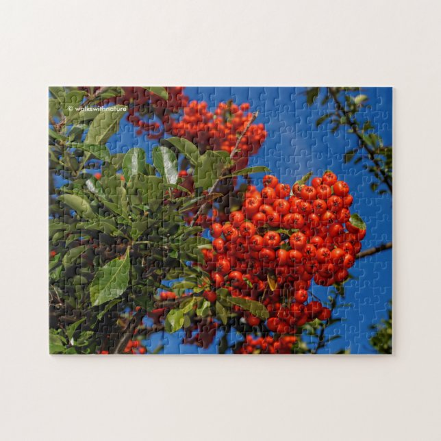 Pyracantha Coccinea / Scarlet Firethorn Jigsaw Puzzle (Horizontal)