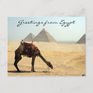pyramid camel greetings postcard