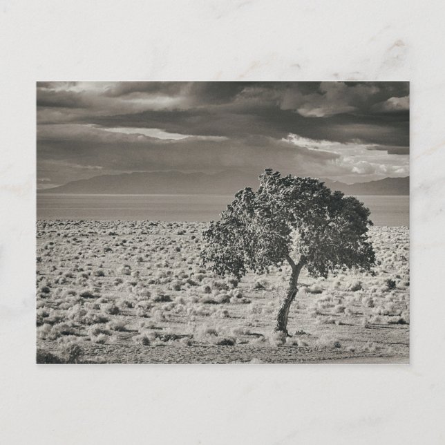 Pyramid Lake, Nevada Postcard (Front)