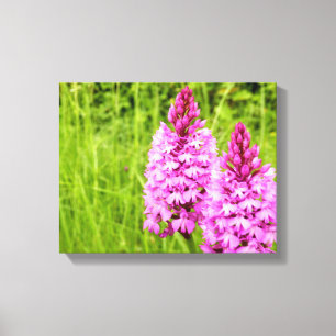 Pyramidal Orchid Canvas Print