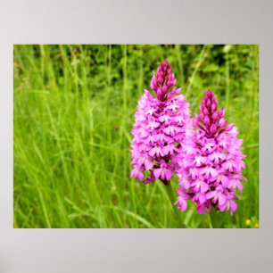 Pyramidal Orchid Poster