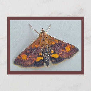 Pyrausta orphisalis Snout Nose Moth Postcard