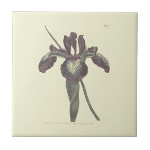 Pyrenean Flag Iris Illustration Tile