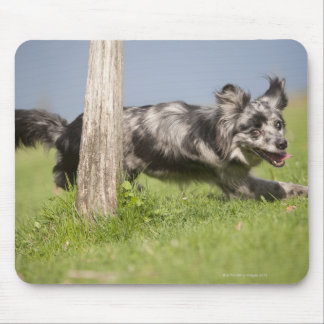 Pyrenean Shepherd goes round the pole Mouse Pad