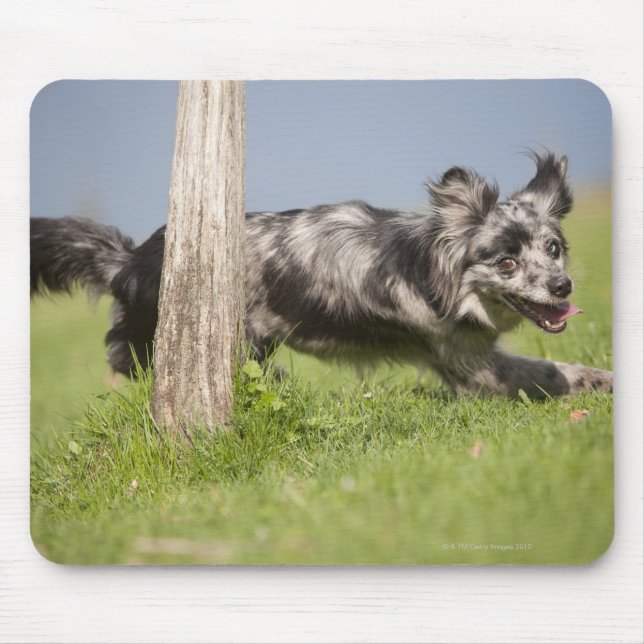 Pyrenean Shepherd goes round the pole Mouse Pad (Front)