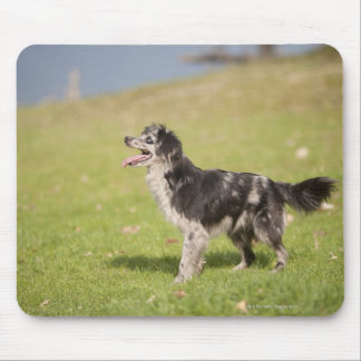 Pyrenean shepherd in alert pose waiting for mouse pad