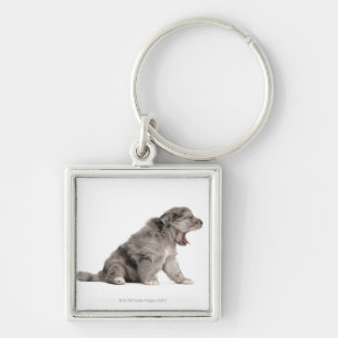 Pyrenean Shepherd puppy (4 weeks) yawning Keychain
