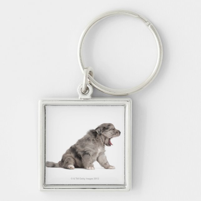 Pyrenean Shepherd puppy (4 weeks) yawning Keychain (Front)