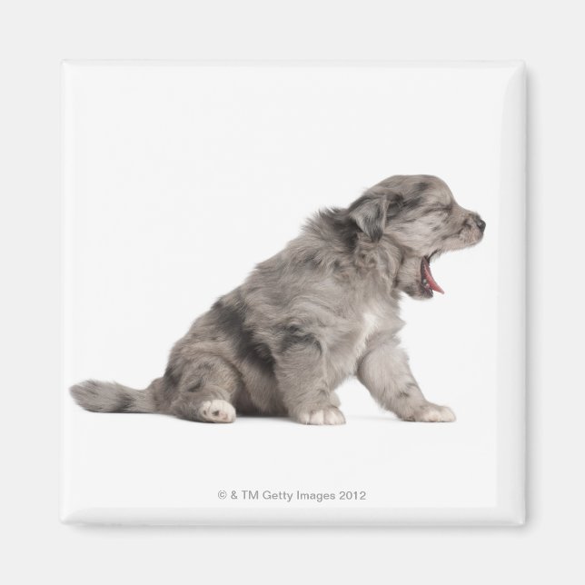 Pyrenean Shepherd puppy (4 weeks) yawning Magnet (Front)
