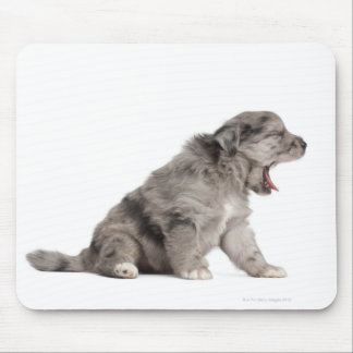 Pyrenean Shepherd puppy (4 weeks) yawning Mouse Pad