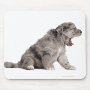 Pyrenean Shepherd puppy (4 weeks) yawning Mouse Pad
