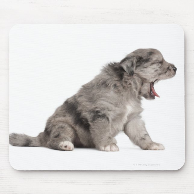 Pyrenean Shepherd puppy (4 weeks) yawning Mouse Pad (Front)