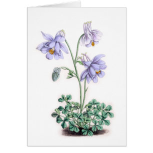 Pyrenees Columbine - Aquilegia pyrenaica
