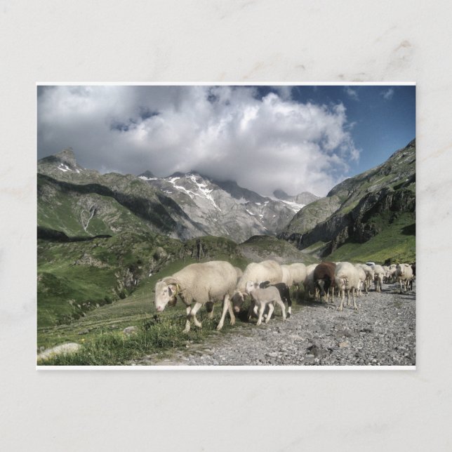 pyrenees landscape postcard (Front)