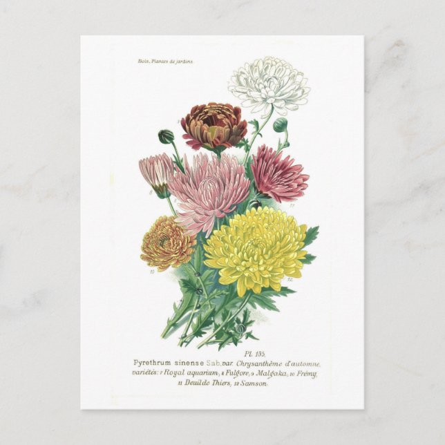 Pyrethrum sinense (Chrysanthemum) Postcard (Front)