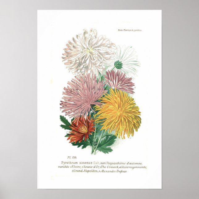 Pyrethrum sinense (Chrysanthemum) Poster (Front)