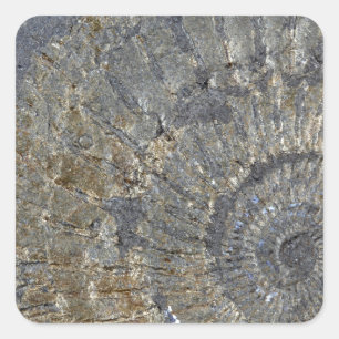 Pyritized Ammonite Square Sticker