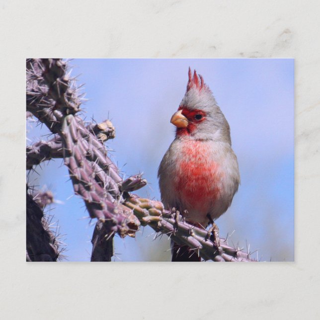 Pyrrhuloxia Desert Cardinal Postcard (Front)
