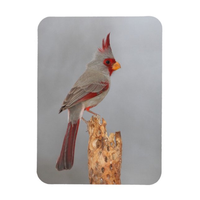 Pyrrhuloxia on a branch magnet (Vertical)