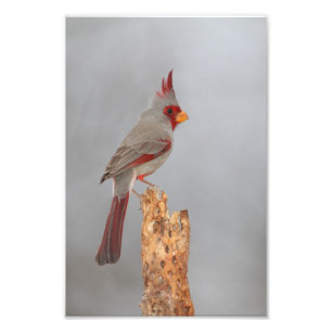 Pyrrhuloxia on a branch photo print
