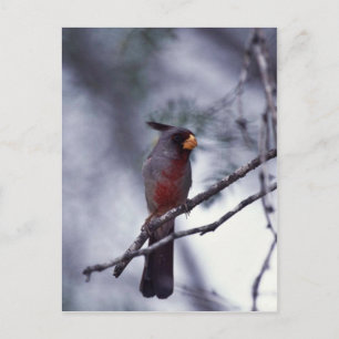 Pyrrhuloxia Postcard