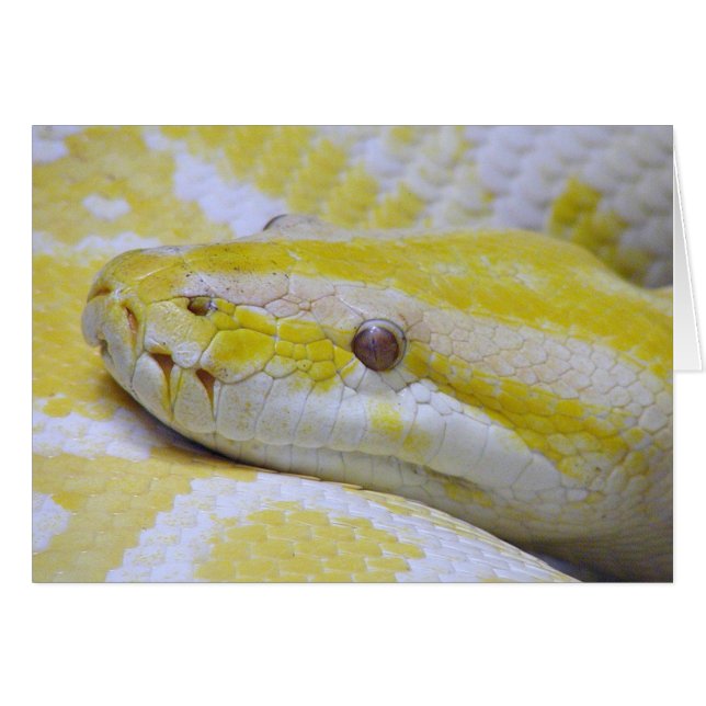 Python albino (Devant horizontal)