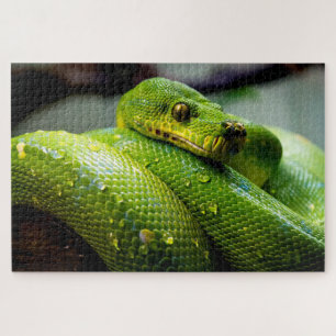 Python Arbre Vert, Puzzle