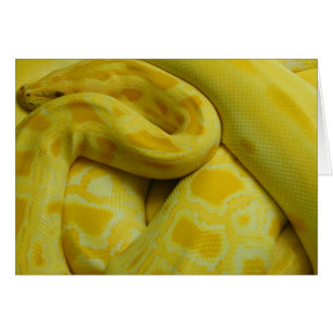 Python birman jaune