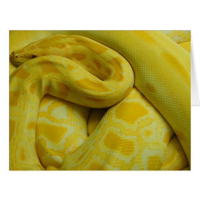 Python birman jaune (Devant horizontal)