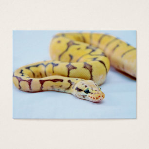 Python jaune et noir 2 de boule