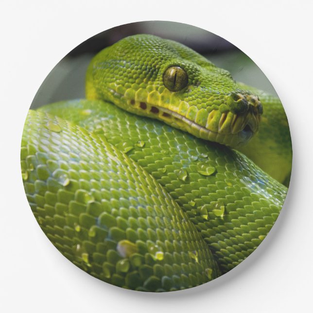 Python Paper Plate (Front)